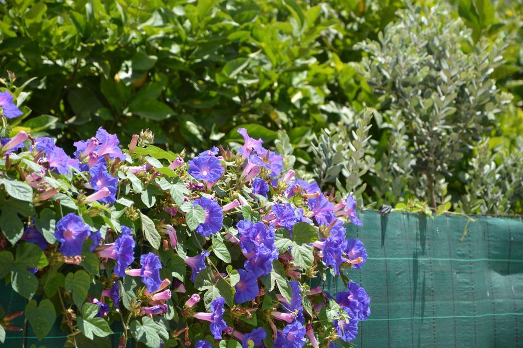 Guest House Al Giardino Dei Limoni Favignana Eksteriør billede